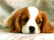 sad puppy face.jpg gf.jpg