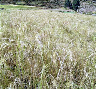 teff in the field.jpg