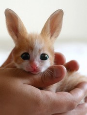 baby cute hare.jpg gf.jpg
